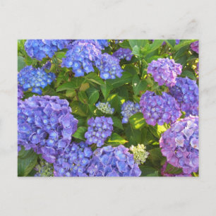 Blaue und violette Hortensien Postkarte