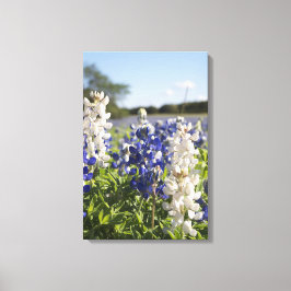 Blaue und weiße Bluebonnets - Leinwand Kunst