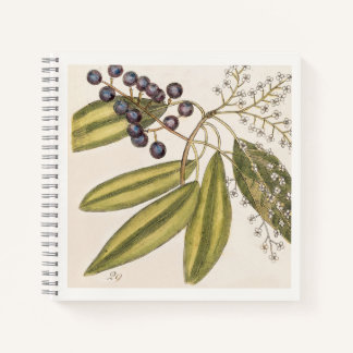 Blaue und weiße botanische Illustration aus dem 18 Notizbuch
