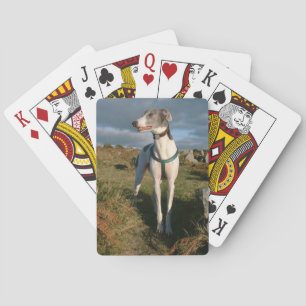 Blaue und weiße Windhunde-Karten Spielkarten