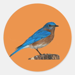 blaue Vogelnamen, Drossel, Drosselliebhaber, Runder Aufkleber