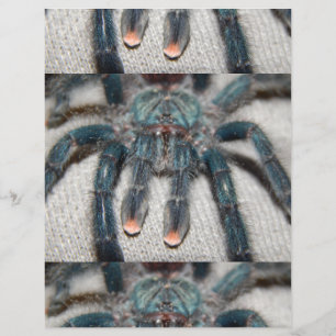 blaue Vogelspinne Flyer