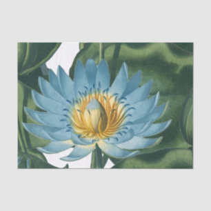 Blaue Wasserlilie Blume Vintag  Seidenpapier