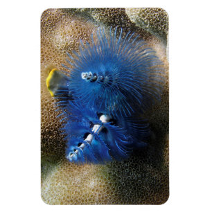Blaue Weihnachtsbaumwürmer! Auf einem Magnet! Magnet