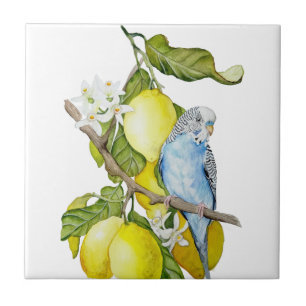 Blaue Wellensittich im Zitronenbaum Aquarell Botan Fliese