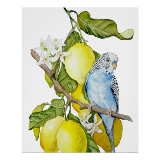 Blaue Wellensittich im Zitronenbaum Aquarell Botan Poster