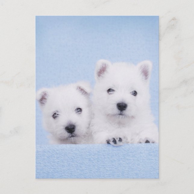 Blaue Wesen Postkarte (Vorderseite)