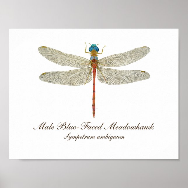 Blaue Wiesen-Dragonfly-Kunst Poster (Vorne)