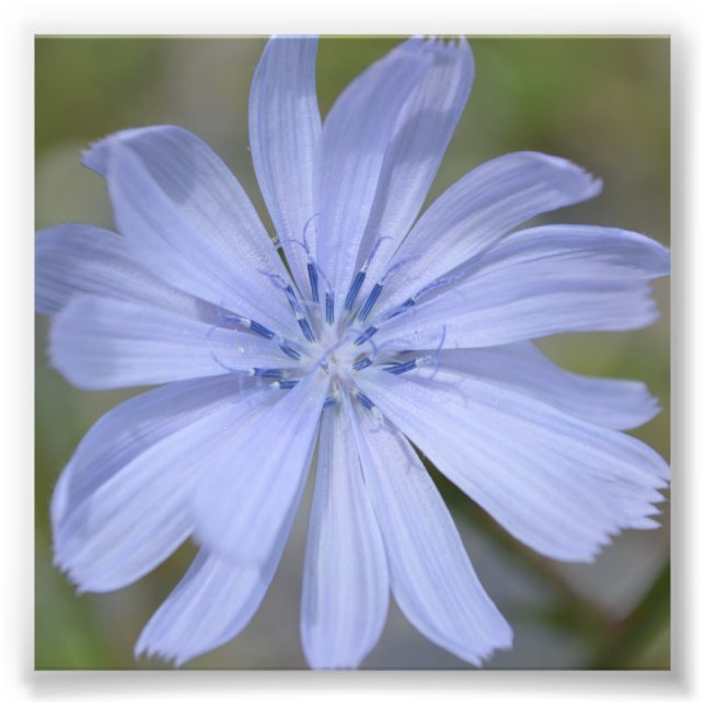 Blaue Wildblume Fotodruck (Vorne)
