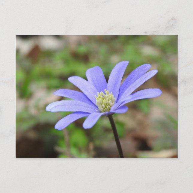 Blaue Windblume Postkarte (Vorderseite)
