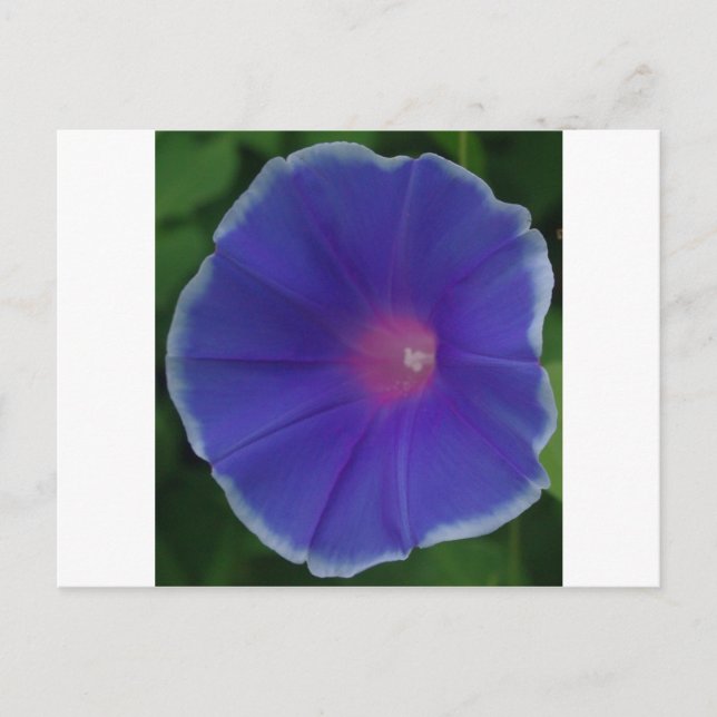 BLAUE WINDE POSTKARTE (Vorderseite)