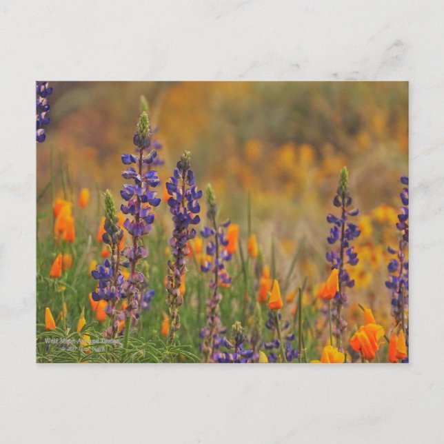 Blaue Wüstenlupine-Blume und Orangenpfeifen Postkarte (Vorderseite)