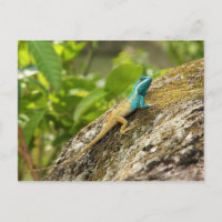 Blaue Zwergechse Calotes Mystaceus
