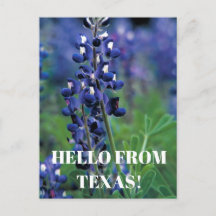 Blauebonnets Texas Staatsblume Blaue Florale Lupin