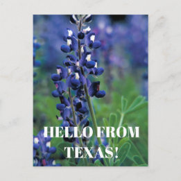 Blauebonnets Texas Staatsblume Blaue Florale Lupin Postkarte