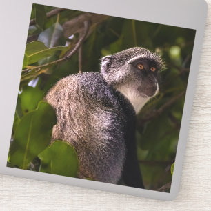 Blauer Affe, Sansibar Aufkleber