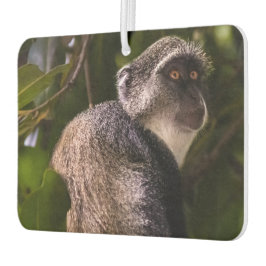 Blauer Affe, Sansibar Autolufterfrischer