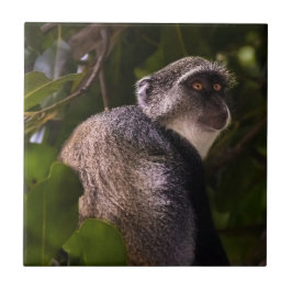 Blauer Affe, Sansibar Fliese