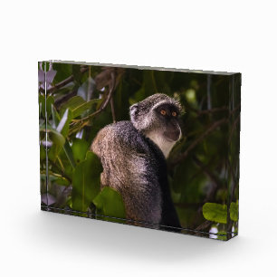 Blauer Affe, Sansibar Fotoblock