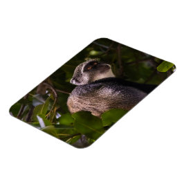 Blauer Affe, Sansibar Magnet