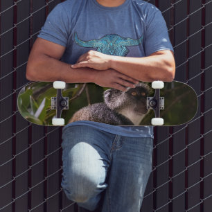 Blauer Affe, Sansibar Skateboard