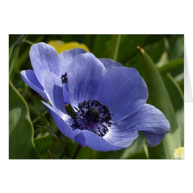 Blauer Anemone (Vorderseite (Horizontal))