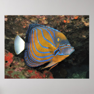 Blauer Angelfisch Poster