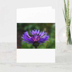 Blauer Blumenblume Blume blüht die Liebe des Fried Dankeskarte