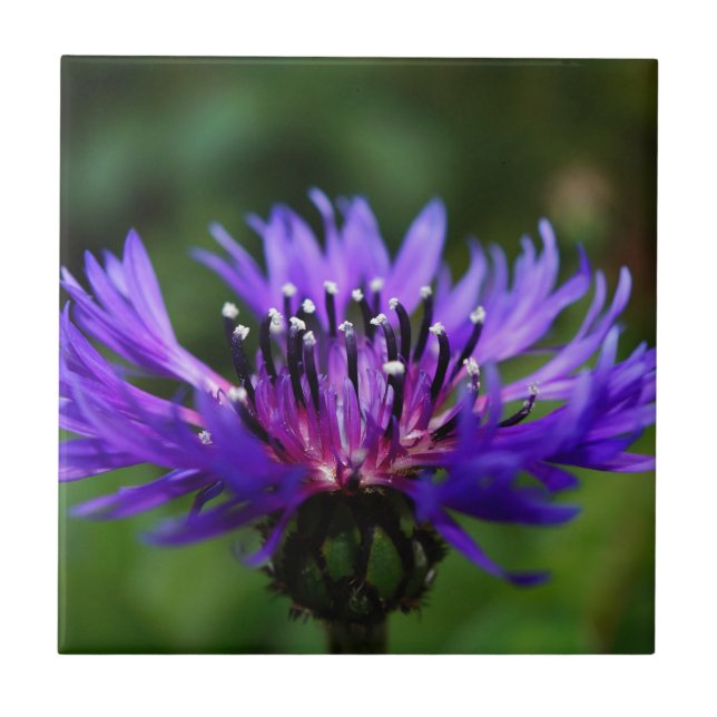 Blauer Blumenblume Blume blüht die Liebe des Fried Fliese (Vorderseite)