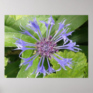 Blauer Blumendruck Poster