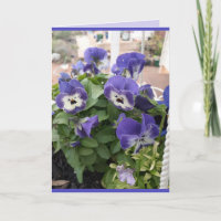 Blauer Blumenstrauß Pansy Viola Foto Karte