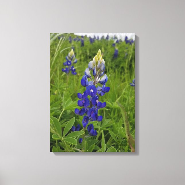 Blauer Bonnets von Texas Leinwanddruck (Vorderseite)