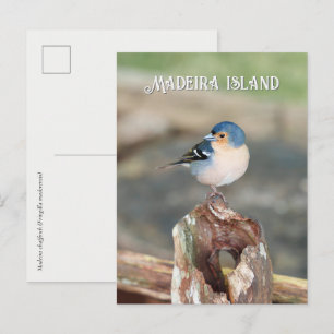 Blauer Buchfink Madeira (Fringilla maderensis) Postkarte