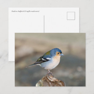 Blauer Buchfink Madeira (Fringilla maderensis) Postkarte