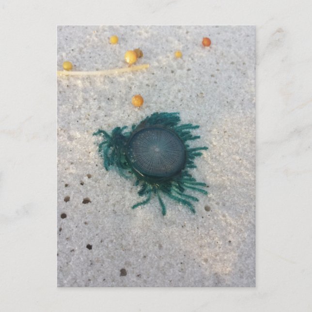 Blauer Button-Quallen (Porpita porpita). Postkarte (Vorderseite)