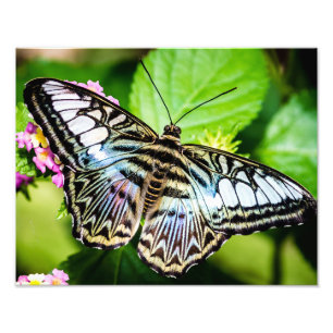 Blauer Clipper Schmetterling Fotodruck