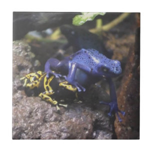 Blauer Dart Frog versteht keinen persönlichen Rau Fliese