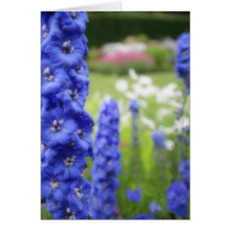 Blauer Delphiniakarte