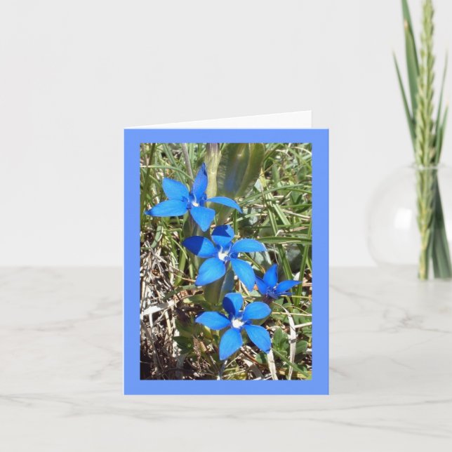 Blauer Enzian-alpine Blume -- Grußkarte Karte (Vorderseite)