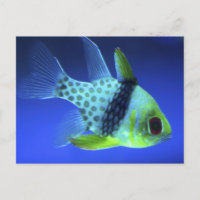 Blauer Fisch