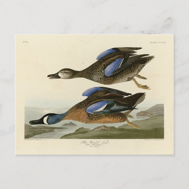 Blauer Flügel Aquamarin von Audubons Vögeln von Am Postkarte (Vorderseite)