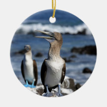 Blauer Fußboobier Galapagos-Inseln