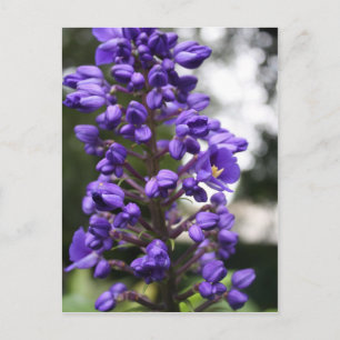 Blauer Gänger Postkarte