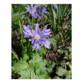 Blauer Garten Blume Poster