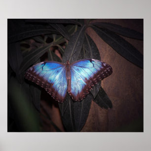 Blauer Gemeiner Morpho Schmetterling Poster