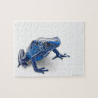 Blauer Gift-Dart-Frosch (Dendrobates-Tinctorius)