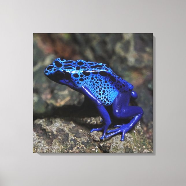 Blauer Gift-Dart-Frosch, heller Blaufrosch Leinwanddruck (Vorderseite)