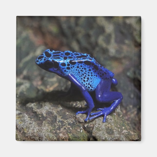 Blauer Gift-Dart-Frosch, heller Blaufrosch Magnet (Vorne)