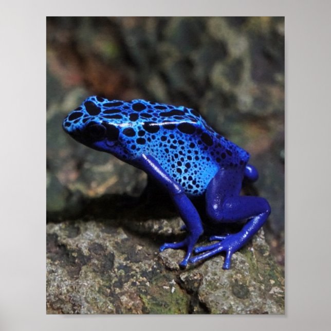 Blauer Gift-Dart-Frosch, heller Blaufrosch Poster (Vorne)