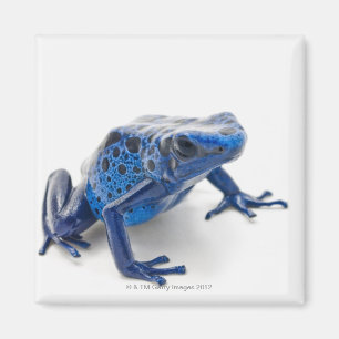 Blauer Gift-Pfeil-Frosch (Dendrobates Tinctorius) Magnet